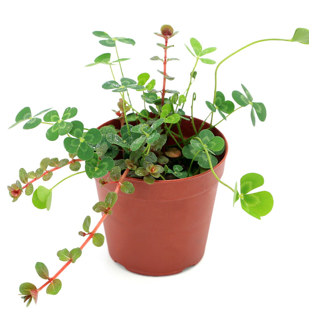 （ビオトープ）水生植物 メダカの鉢にも入れられる水生植物 ムチカと赤系ロタラの寄せ植え（1ポット）（ロタラ挿したて）