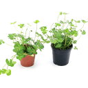 (ビオトープ)水生植物 ウォータークローバー2種セット(ムチカ+フギレムチカ)