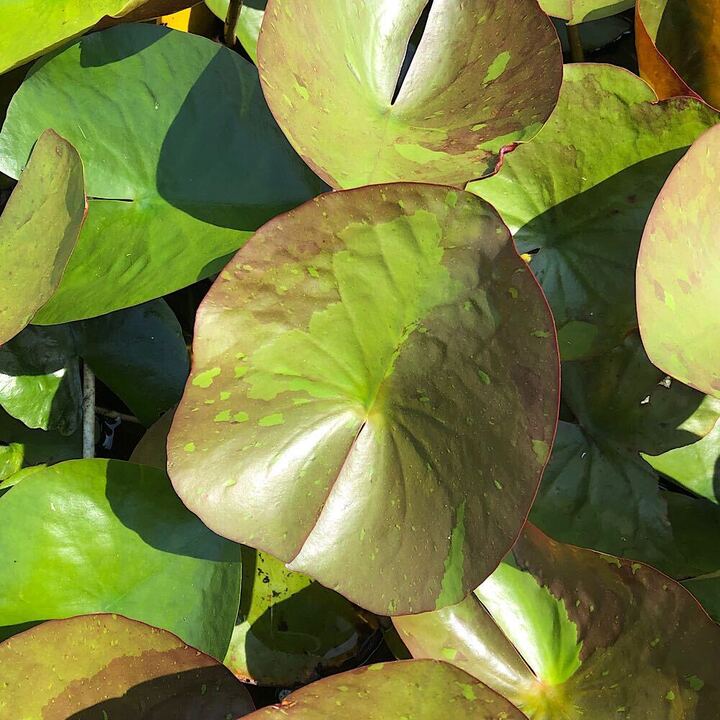 （ビオトープ）睡蓮　温帯性睡蓮（スイレン）（桃）パン　モンコン　Pan　Mongkol（1ポット）（休眠状態）