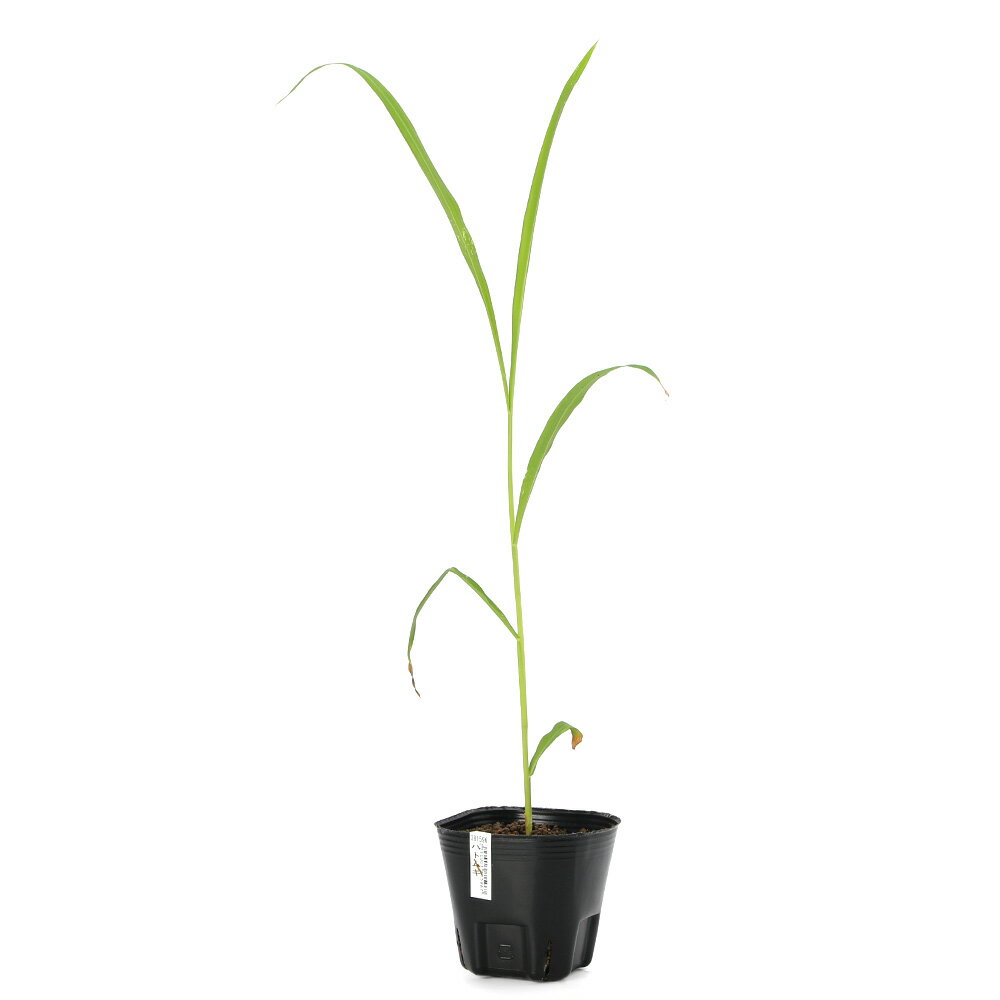 Other Aquatic Plants - （ビオトープ）水生植物　ハトムギ　3号（3ポット）　湿性植物　一年草　家庭菜園