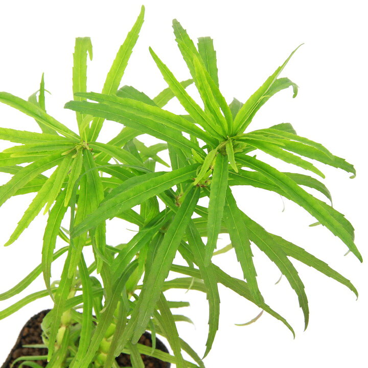 （ビオトープ）水生植物　ミズネコノオ（無農薬）（1ポット）　湿性植物　一年草