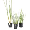 (ビオトープ)水生植物 冬季にオススメ 常緑ビオ植物3点セット(ネビキグサ、セキショウ、斑入りセキショウ)
