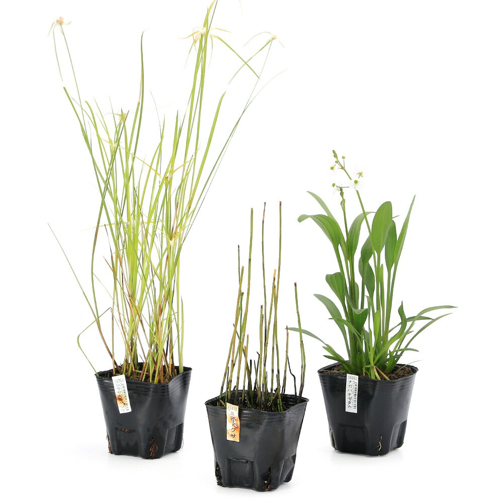 （ビオトープ）水生植物　迷ったらコレ！ビオ植物3点セット（ナガバオモダカ、シラサギカヤツリ、ミズ..