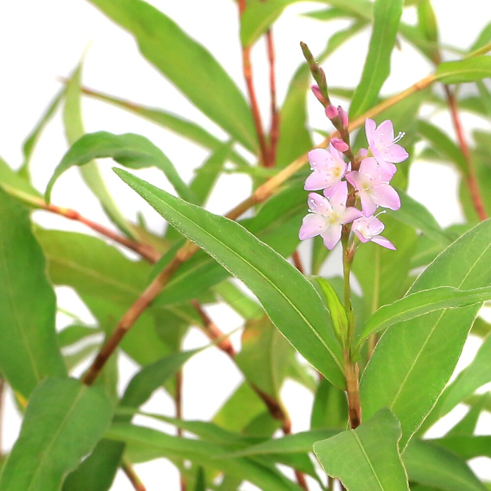 （ビオトープ）水生植物　サクラタデ（3ポット）　抽水植物（休眠状態）