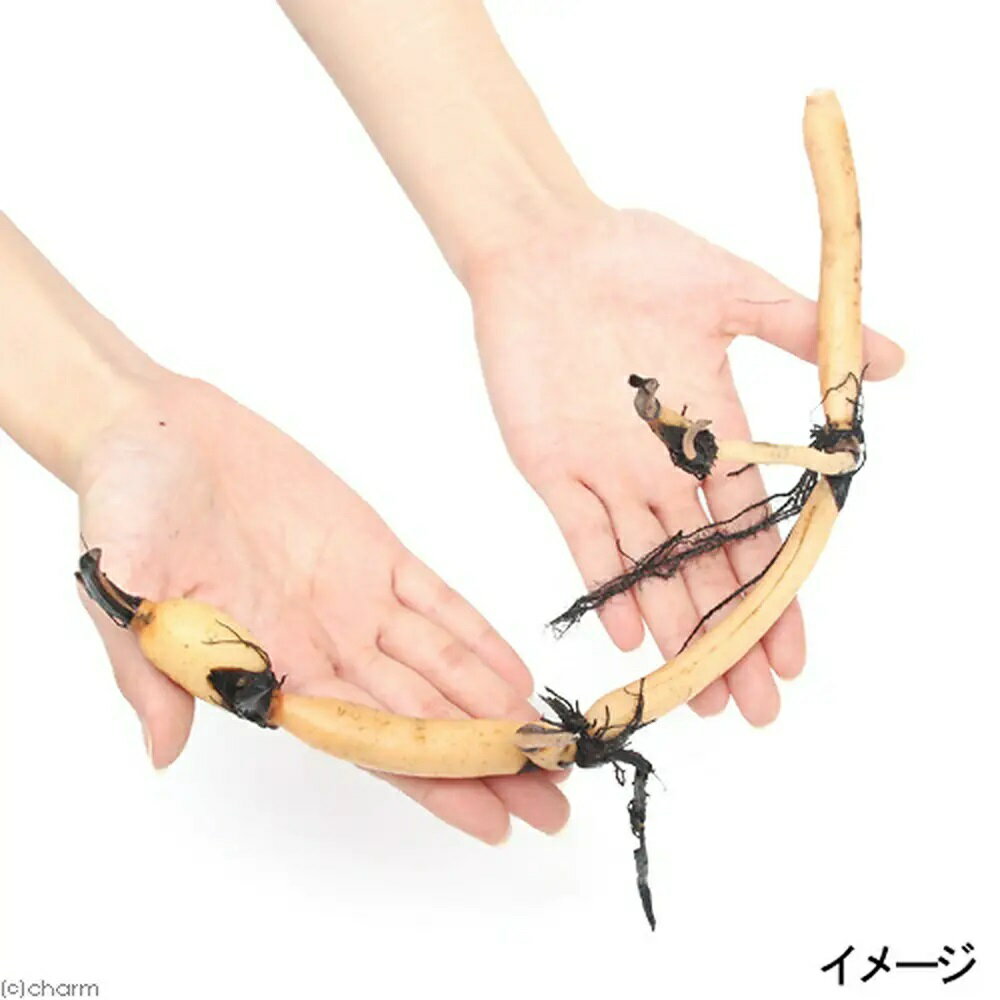 （ビオトープ）蓮 ハス（桃） 艶陽天（エンヨウテン） 大型品種（1ポット分）（休眠状態）