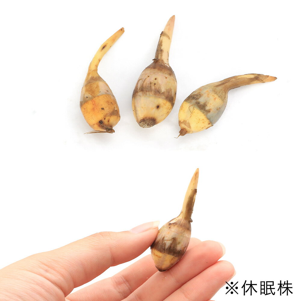 （ビオトープ）水生植物 吹田クワイ（1ポット） 抽水植物 家庭菜園（休眠状態）