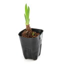 (ビオトープ)水生植物 花菖蒲 乙夜の覧(オトヤノラン)肥後系紫八重咲大輪花(1ポット)