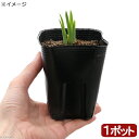 (ビオトープ)水生植物 花菖蒲 舞猩々(マイショウジョウ)肥後系濃紫極大輪平咲六英花(1ポット)
