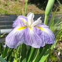(ビオトープ)水生植物 花菖蒲 浮草の池(ウキグサノイケ)肥後系白地中紫筋入り獅子咲大輪花(1ポット)