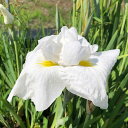 (ビオトープ)水生植物 花菖蒲 澄心(チョウシン)肥後系純白三英花(1ポット)