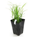 (ビオトープ)水生植物 お米の苗 低グルテリン米 LGCソフト(エルジーシーソフト)観賞用稲 3号(1ポット)