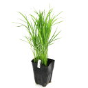 (ビオトープ)水生植物 お米の苗 低アミロース米 ミルキークイーン 観賞用稲 3号(1ポット)