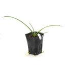 (ビオトープ)水生植物 ヒメノカリス コロナリア 3号(1ポット)湿生植物