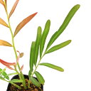 (ビオトープ)水生植物 ミミモチシダ(フィジアンウォーターファン)3号(1ポット)湿生植物