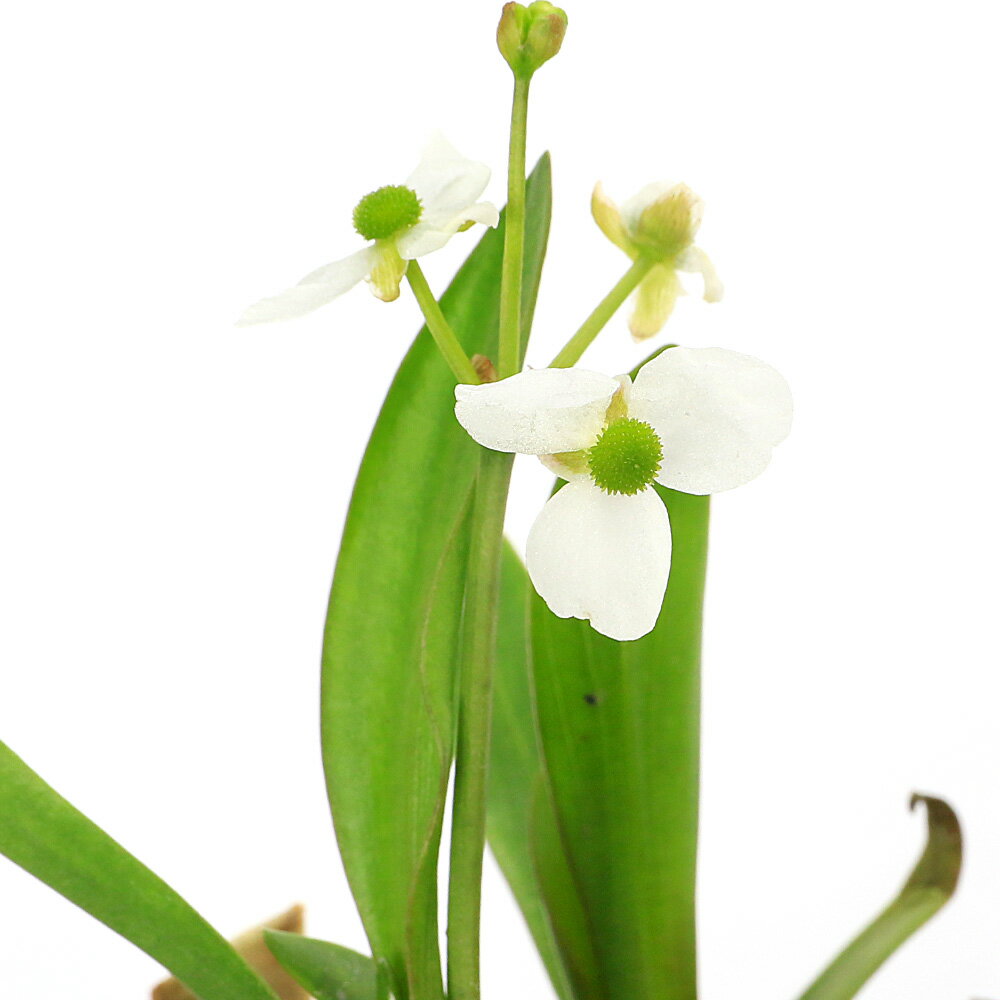 樂天商城 - （ビオトープ）水生植物　ヒロハオモダカ（1ポット）抽水植物