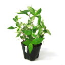 (ビオトープ)水生植物 斑入りイヌタデ 雪桜(1ポット)湿性植物 一年草