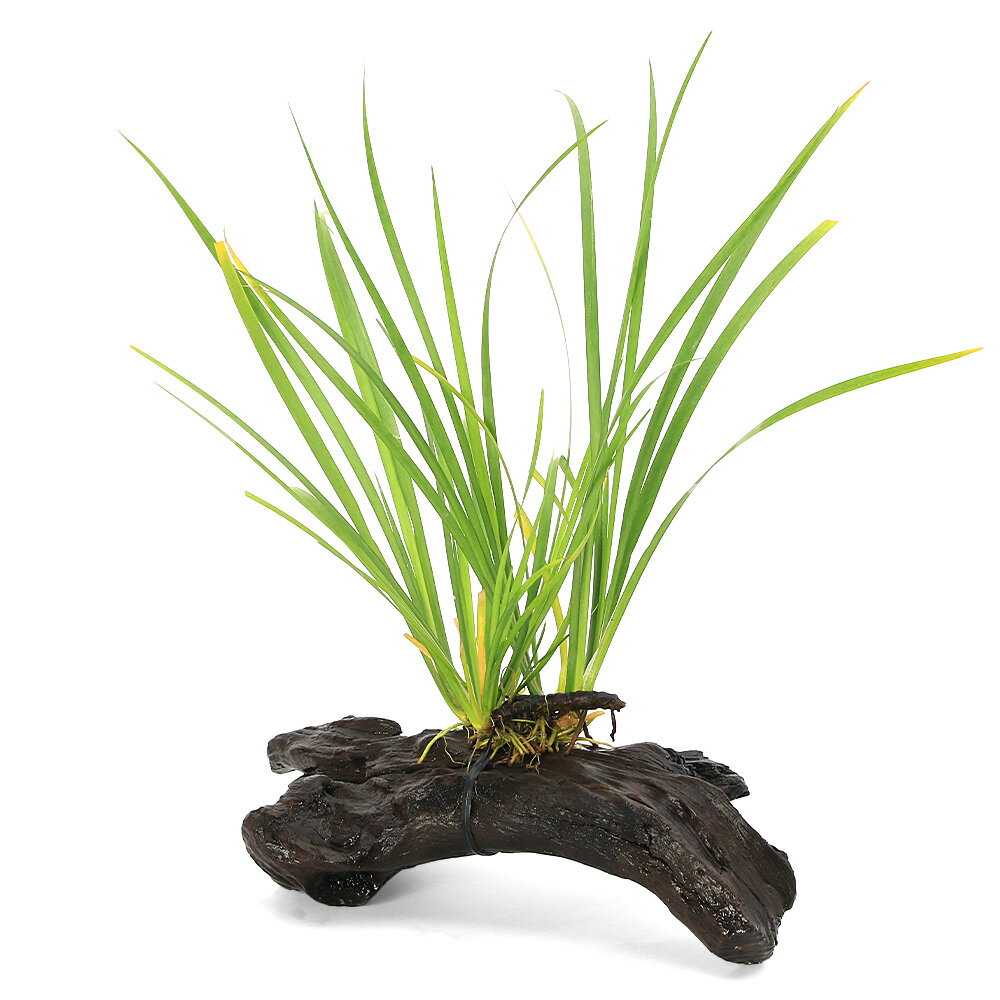 （ビオトープ）巻きたて セキショウ（アコルス）流木Sサイズ（約15cm）（1本）常緑性湿性植物