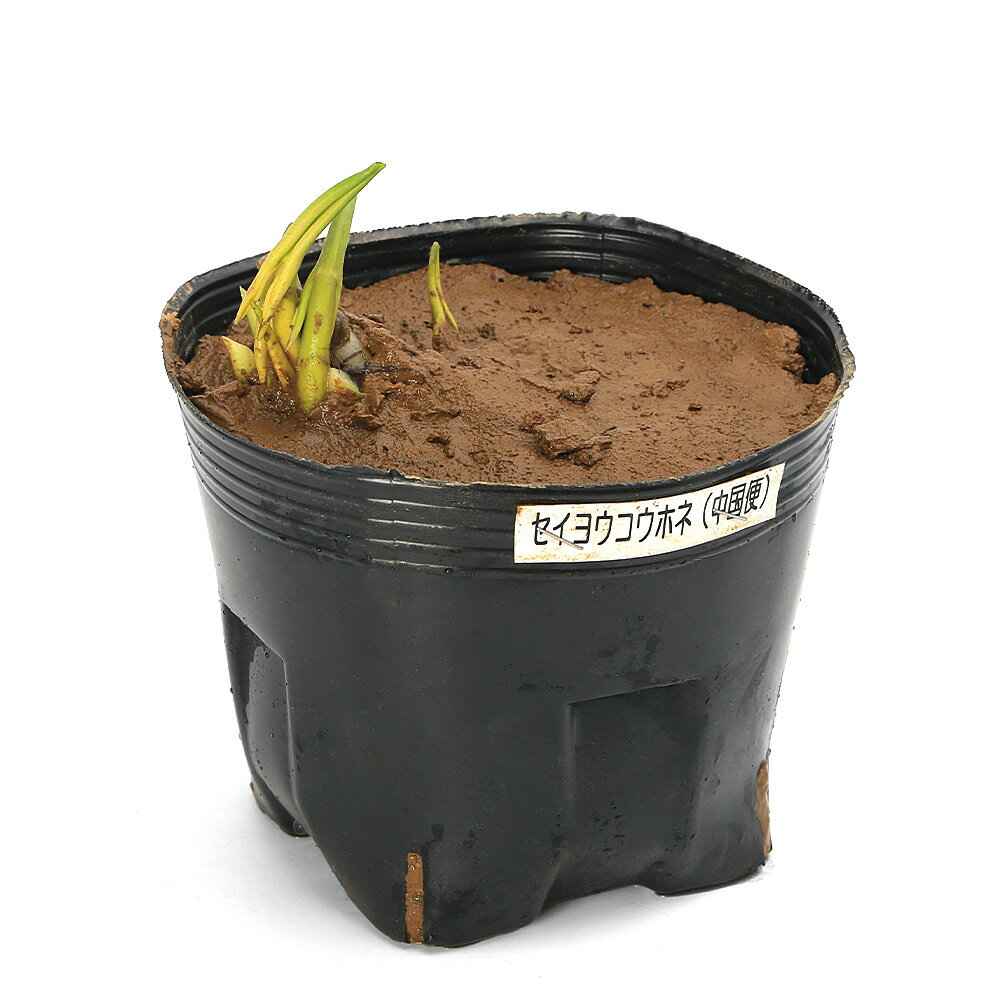 樂天商城 - （ビオトープ）水生植物　河骨　セイヨウコウホネ（中国便）（1ポット）　浮葉植物