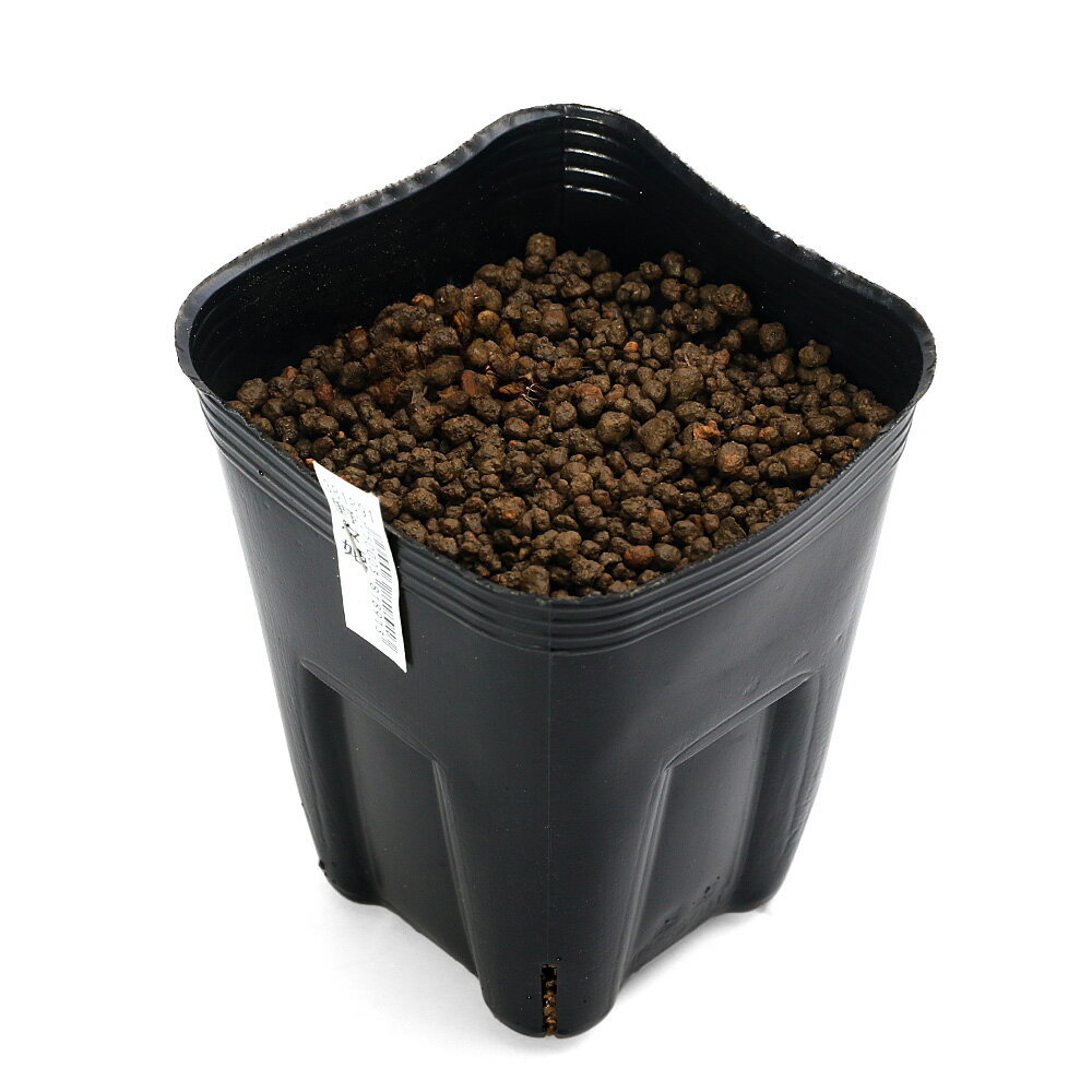 （ビオトープ）水生植物 花菖蒲 野々姫（ノノヒメ） 極早生淡桃色三英花（1ポット）（休眠状態）