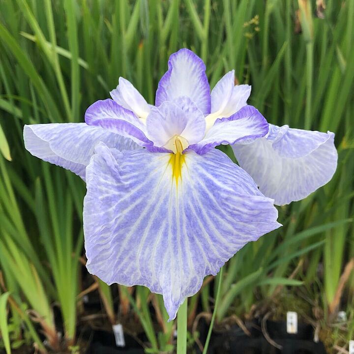 （ビオトープ）水生植物　花菖蒲　青水巴（アオスイハ）伊勢系水色地白脈青覆輪三...