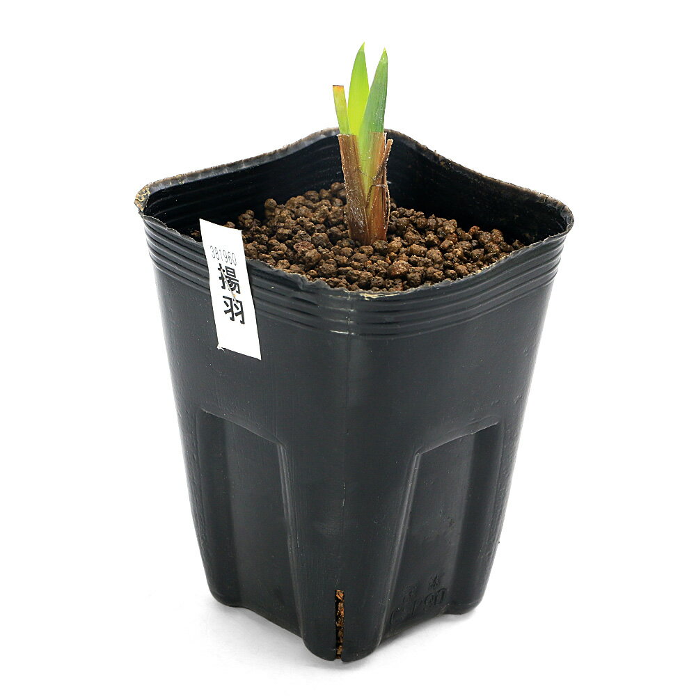 �ʥӥ��ȡ��ס˿�����ʪ���־Գ����ȱ��ʥ����ϡ˹��ͷ��ֻ绰�Ѳ֡�1�ݥåȡˡʵ�̲���֡�