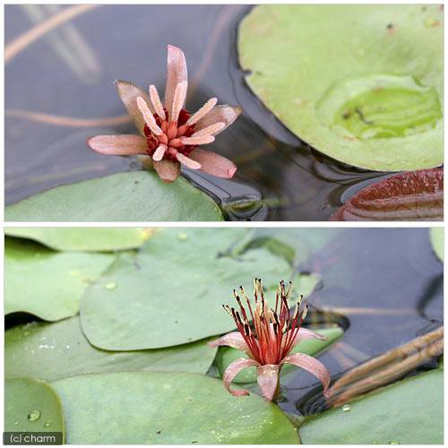 （ビオトープ）水生植物 ジュンサイ（5株） 浮葉植物 日本産水草