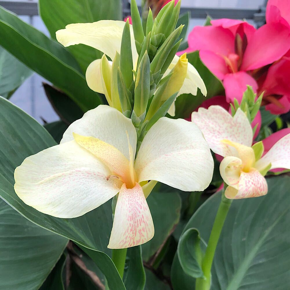水生植物の住み分け 5つのタイプ水生植物には、それぞれ好きな水位があります。植物の特性を知ると、「どんなビオトープを作りたいか」がイメージしやすくなります。水辺の環境に合った植物を選び、自然な景観づくりを楽しみましょう！コンパクトタイプで扱いやすい矮性カンナ！見た目が涼しげな水生植物としても楽しめます！矮性カンナ　サウスパシフィック　ホワイト　4号（1ポット）特徴カンナ（ハナカンナ）はCannna　indica、Canna　glauca、Cannna　iridifloraの交雑種とされています。性質は丈夫で、日のあたる場所に置き、腰水状態を保っていれば育成は容易です。肥沃な場所を好むため追肥は効果的です。また、温暖な気候を好む植物ですが、多少の耐寒性は持ち合わせているので凍結しない環境でなら越冬は可能です。サウスパシフィックシリーズはF1品種で、基部からの分岐に優れ、地植えでも草丈最大130cm程と小型で扱いやすい特徴があります。草丈40cm程で開花し、花付きもよいため、ガーデニングからビオトープまで幅広く楽しんで頂けます。サウスパシフィック　ホワイトはクリアな白花が特徴の品種です。商品サイズ（約）●鉢（ポット）径　：　約12cm●鉢の種類　：　ビニールポット※入荷状況や季節・生育度合いにより、高さは画像と異なる場合がございます。あくまでも目安としてご覧下さい。学名Cannna　sp．別名—分類カンナ科カンナ属園芸分類耐寒性多年草（宿根草）原産地改良品種花期6〜10月置き場所良く日の当たる場所。露地植えも可能ですが、水を好むためビオトープでの栽培も可能です。水やり鉢土の表面が乾いたらたっぷりと与えます。腰水栽培も可能です。適した用土鹿沼土、赤玉土、腐葉土肥料芽出し時と花後に1回ずつ、緩効性の固形肥料を施します。ご注意※画像はイメージです。※秋期から春先にかけての出荷の場合、地上部の葉が一部枯れた状態での出荷となる場合がございます。 冬越しの為の休眠状態ですのでご理解を御願い致します。※成長状態により出荷サイズには差異がございます。また、1ポットあたりのボリュームも異なる場合がございます。※鉢（ポット）の形状及び色は画像と異なる場合もございます。予めご了承下さい。ガーデニングの用語一覧葉水（はみず）⇒霧吹きで葉に水を吹きかけること。空中湿度を保ったり、葉の温度を下げるなどの目的で行う。元肥（もとごえ）⇒植物を植える際、あらかじめ用土に加えておく肥料のこと。追肥（ついひ）⇒植物を育てている途中で補給する肥料のこと。もしくはその肥料を補給すること。お礼肥（おれいごえ）⇒花を咲かせたり果実を収穫した後の、植物を回復させる為に与える肥料のこと。主に速効性化成肥料を用いることが多い。寒肥（かんごえ）⇒冬に農作物や庭木に施す肥料のこと。主に遅効性肥料（有機質肥料）を用い、休眠期に土中で分解させておくことで、春にちょうど良い 具合に効き始め効果が持続する。根腐れ（ねぐされ）⇒水や肥料を与えすぎたり、水はけが悪いなどの原因で根が腐ること。根腐れを起こした植物は、悪臭を放つ場合がある。葉やけ（はやけ）⇒直射日光の当てすぎで、葉が変色したり、枯れたりすること。短日処理（たんじつしょり）⇒暗期が一定時間より長くなると開花が促進される植物（短日植物）に、光の当たる時間を調整すること。苞（ほう）⇒葉が変形したもので、つぼみを包んでいた葉のこと。花を保護する役割がある。（ビオトープ）水生植物　カンナ　矮性種　サウスパシフィック　イエロー　4号（無農薬）（1ポット）（ビオトープ）水生植物　カンナ　矮性種　サウスパシフィック　ローズ　4号（無農薬）（1ポット）（ビオトープ）水生植物　カンナ　矮性種　サウスパシフィック　オレンジ　4号（無農薬）（1ポット）（ビオトープ）水生植物　カンナ　ダーバン　4号（無農薬）（1ポット）（ビオトープ）水生植物　カンナ　インディアン　オレンジ　4号（無農薬）（1ポット）（ビオトープ）水生植物　カンナ　ビューイエロー　4号（無農薬）（1ポット）（ビオトープ）水生植物　カンナ　品種おまかせ　4号（無農薬）（3ポット） … ガーデニング　花　苗　カンナサウスパシフィックシリーズ　カンナ　タキイ種苗　育て方　育成方法　栽培方法　観葉植物　ハナカンナ　ビオトープ　地植え　露地植え　AISHI　y26m06　20260602　2026tuuki■この商品をお買い上げのお客様は、下記商品もお買い上げです。※この商品には付属しません。■（ビオトープ）水生植物　カンナ　矮性種　サウスパシフィック　イエロー　4号（無農薬）（1ポット）（ビオトープ）水生植物　カンナ　矮性種　サウスパシフィック　ローズ　4号（無農薬）（1ポット）（ビオトープ）水生植物　カンナ　矮性種　サウスパシフィック　オレンジ　4号（無農薬）（1ポット）（ビオトープ）水生植物　カンナ　ダーバン　4号（無農薬）（1ポット）（ビオトープ）水生植物　カンナ　インディアン　オレンジ　4号（無農薬）（1ポット）（ビオトープ）水生植物　カンナ　ビューイエロー　4号（無農薬）（1ポット）（ビオトープ）水生植物　カンナ　品種おまかせ　4号（無農薬）（3ポット）