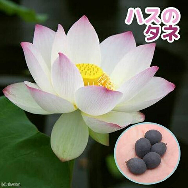 楽天市場】蓮の種の通販