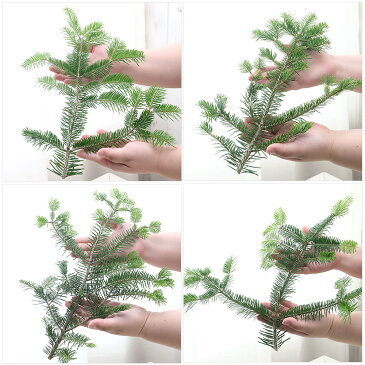 （観葉植物）もみの木　枝　5本セット　長さ20〜30cm　自然素材　スワッグ　リース　クリスマス【HLS_DU】