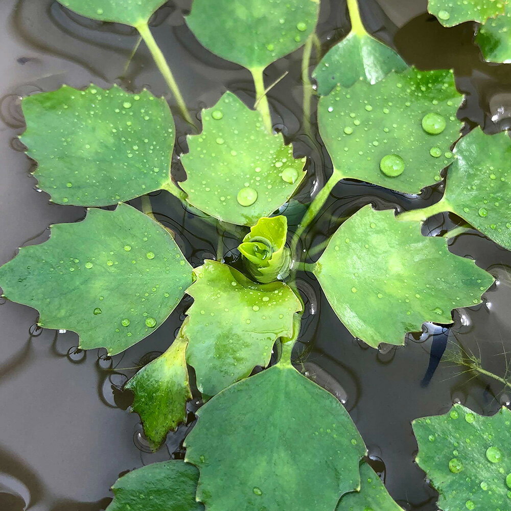 （ビオトープ）水生植物　オニビシ（1株）浮葉植物