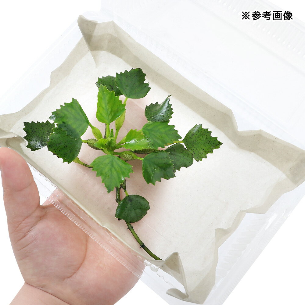 (ビオトープ)水生植物 オニビシ(1株)浮葉植物の紹介画像2