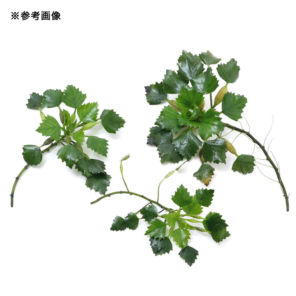 (ビオトープ)水生植物 オニビシ(1株)浮葉植物の紹介画像3