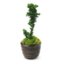 (山野草)苔盆栽 石化ヒノキ 穴有益子焼植木鉢(炭化)(1鉢)