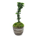 (山野草)苔盆栽 石化ヒノキ 穴有益子焼植木鉢(刷毛目)(1鉢)