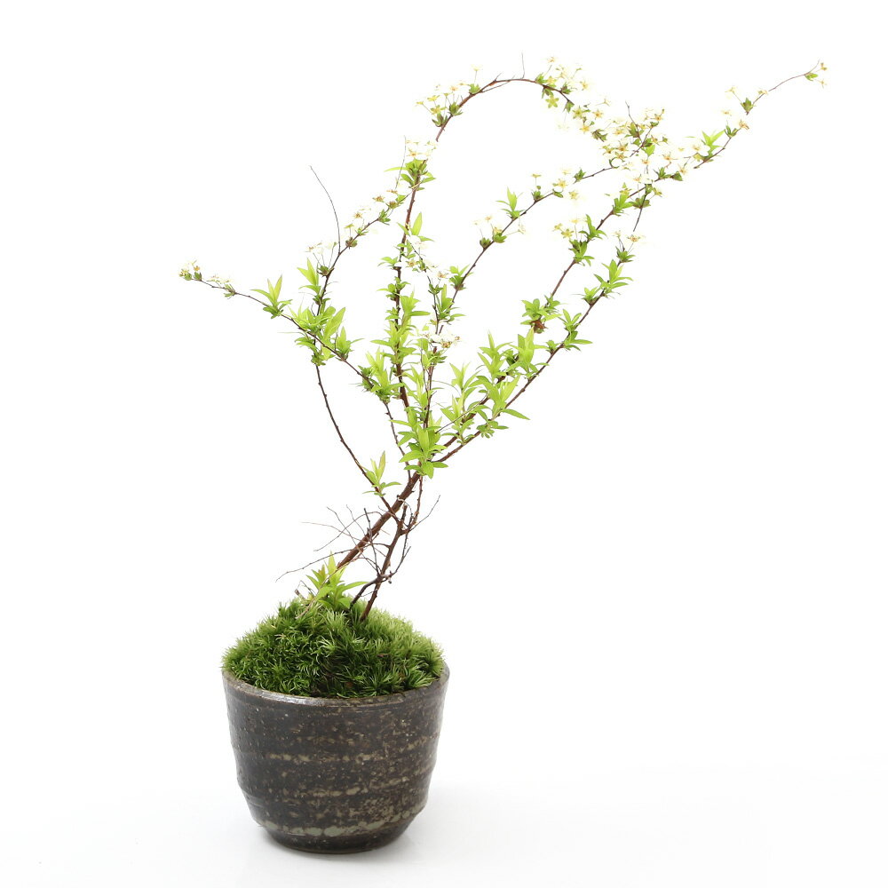 楽天市場】ユキヤナギ(盆栽|花・観葉植物):花・ガーデン 楽天市場】ユキヤナギ(盆栽|花・観葉植物):花・ガーデン