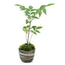 (山野草)苔盆栽 ナナカマド 穴有益子焼植木鉢(刷毛目)(1鉢)
