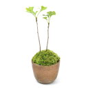 (山野草)苔盆栽 イチョウ 2本入り 穴有益子焼植木鉢(還元)(1鉢)
