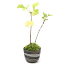 (山野草)苔盆栽 イチョウ 2本入り 穴有益子焼植木鉢(刷毛目)(1鉢)