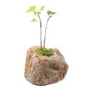 (盆栽)苔盆栽 抗火石鉢植え イチョウ 2本入り Sサイズ(1鉢)