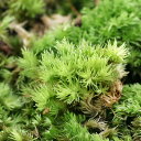 (テラリウム)苔 カップ売り 撒きゴケ用 ヤマゴケ(2カップセット) 北海道航空便要保温
