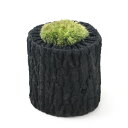 (山野草)苔盆栽 炭鉢植え ヤマゴケ Sサイズ(1鉢)