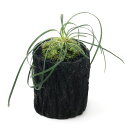 (山野草)苔盆栽 炭鉢植え リュウノヒゲ(ジャノヒゲ) Sサイズ(1鉢)