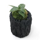 (山野草)苔盆栽 炭鉢植え ミヤマウズラ Sサイズ(1鉢)