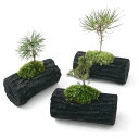 (山野草)苔盆栽 炭鉢植え おまかせマツ(松) Lサイズ(1鉢)