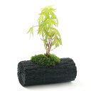 (山野草)苔盆栽 炭鉢植え 品種おまかせモミジ(実生苗)Lサイズ(1鉢)