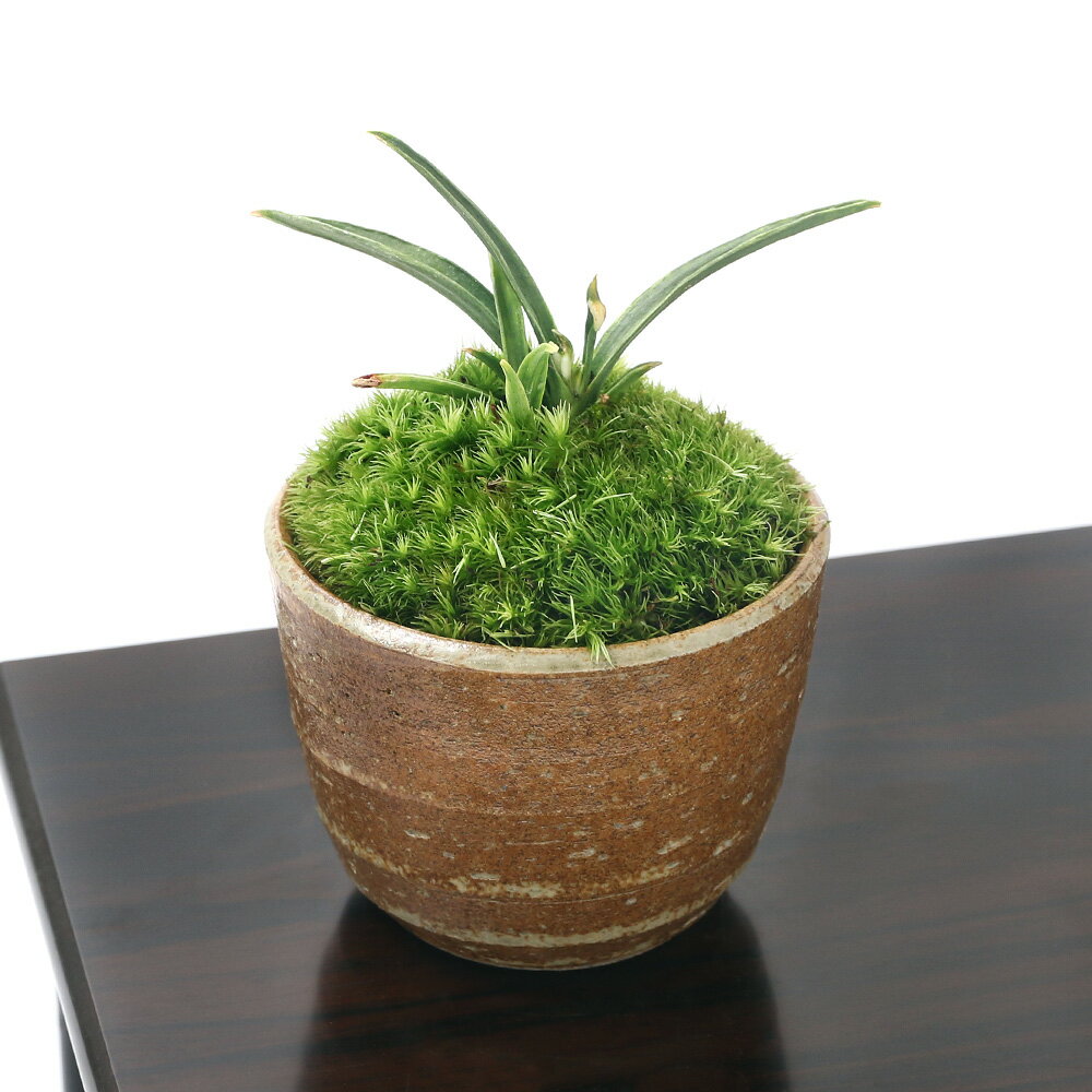 楽天市場】おもと 万年青(盆栽|花・観葉植物):花・ガーデン 楽天市場】おもと 万年青(盆栽|花・観葉植物):花・ガーデン