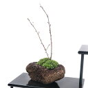 (盆栽)苔盆栽 品種おまかせさくら(桜) 溶岩石鉢植え(1鉢)