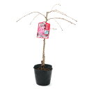 (山野草)盆栽 サクラ(桜)仙台枝垂桜(センダイシダレザクラ)4〜5号(1鉢)