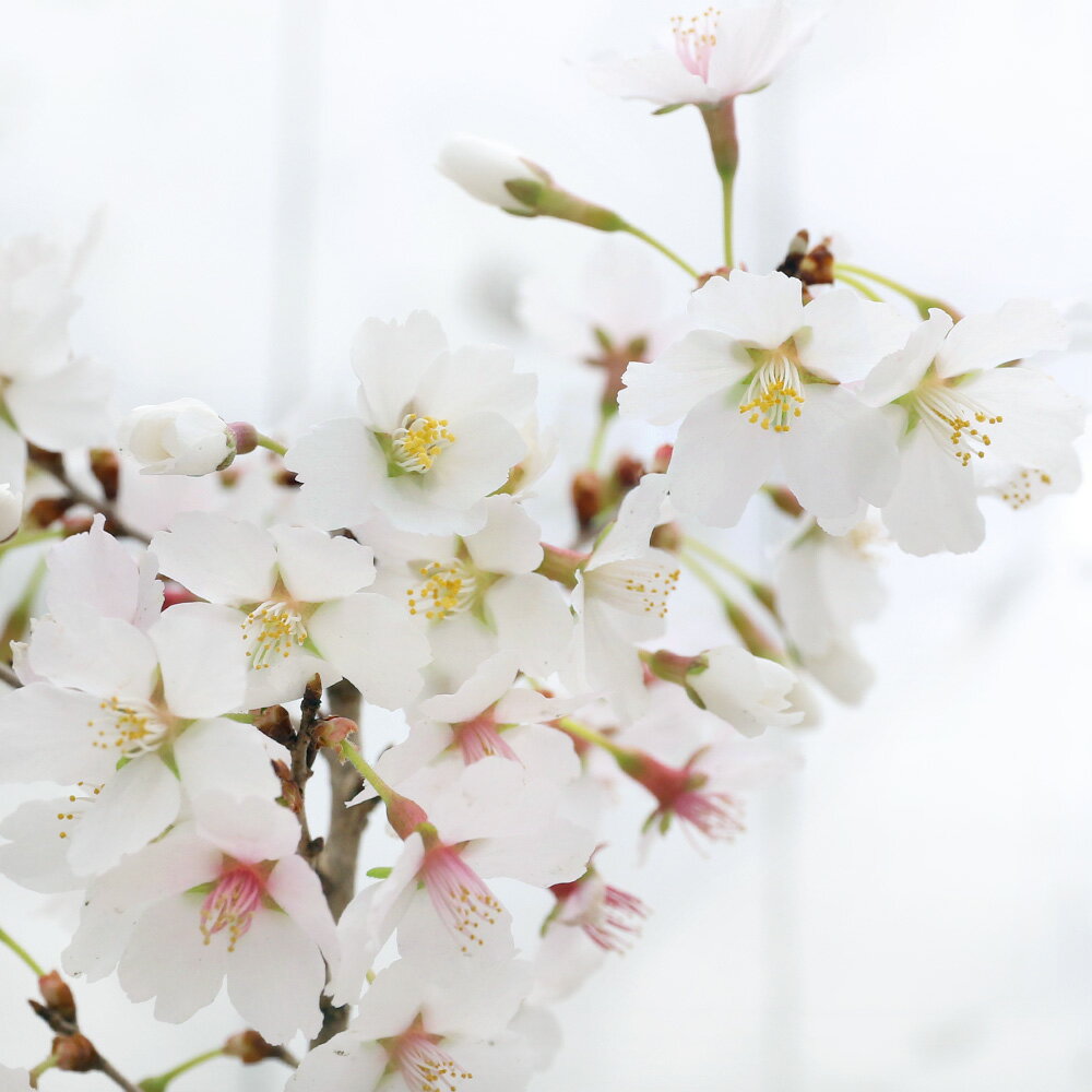 （山野草）盆栽　サクラ（桜）八房富士桜（ヤツブサフジザクラ）3号（1ポット）【HLS_DU】