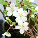 (山野草)盆栽 サクラ(桜)八房富士桜(ヤツブサフジザクラ)3号(1ポット)